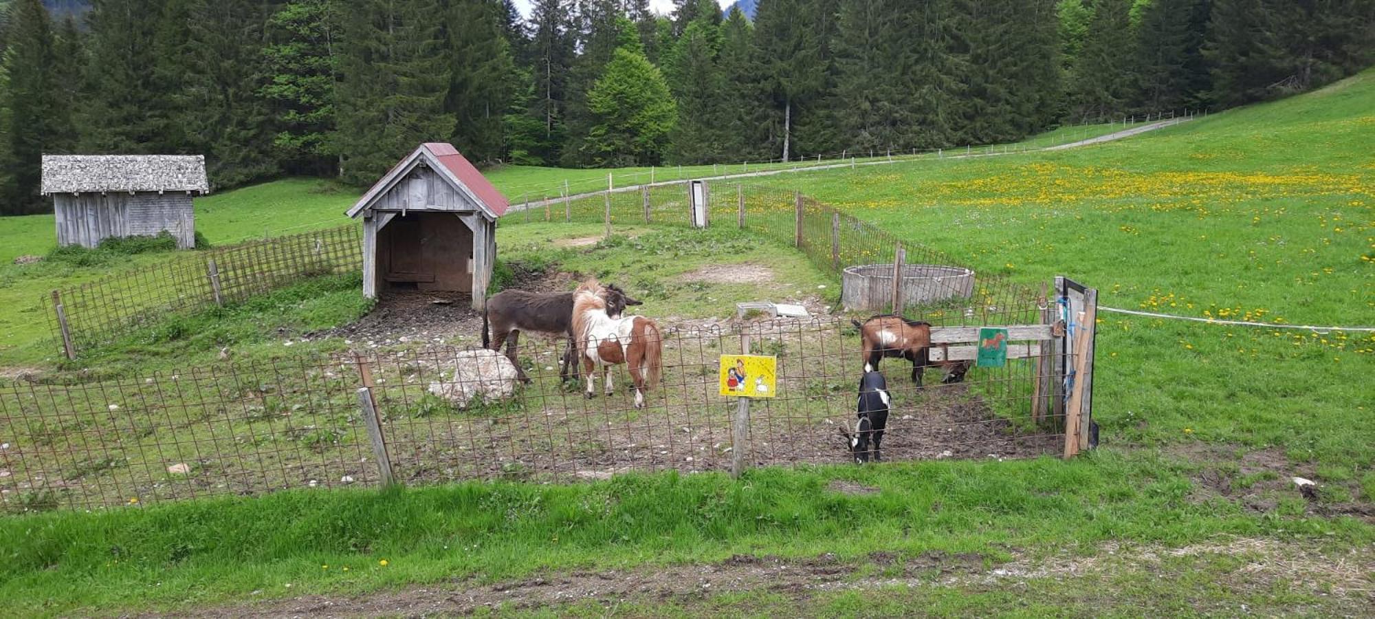 Вілла Jausenstation Neuschwand Гіттізау Екстер'єр фото